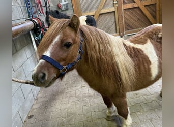 Shetland Ponys, Hengst, 8 Jahre, 10,1 hh, Schecke