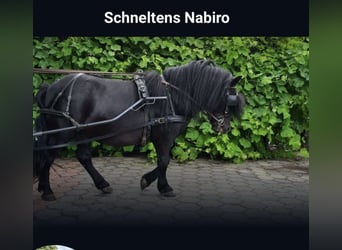 Shetland Ponies, Stallion, 8 years, 10,1 hh, Black
