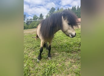 Shetland Ponies, Stallion, 8 years, 9,1 hh, Buckskin