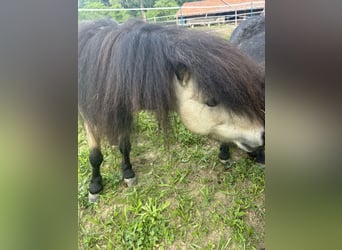Shetland Ponies, Stallion, 8 years, 9,2 hh, Buckskin