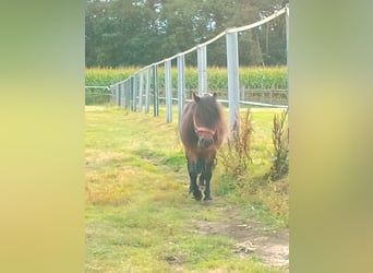 Shetland Ponies, Stallion, 9 years, 8.1 hh, Brown