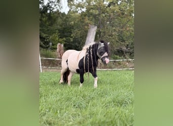 Shetland Ponies, Stallion, 9 years, 9.1 hh, Pinto