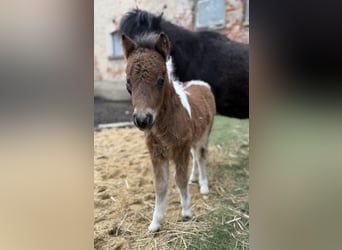 Shetland Ponies, Stallion, 25 years, 9,1 hh, Black