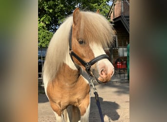 Shetland Ponies, Stallion, 8 years, 9,1 hh