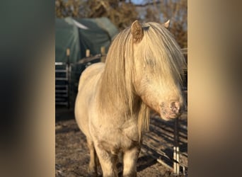 Shetland Ponies, Stallion, 8 years, 11 hh