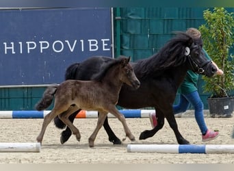 Shetland Ponies, Stallion, Foal (06/2024), 10.1 hh, Black