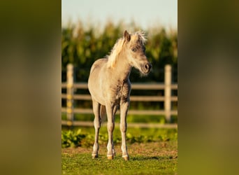 Shetland Ponies, Stallion, Foal (05/2025), 10.1 hh, Leopard-Piebald Shetland Ponies, Stallion, Foal (05/2025), 10.1 hh, Leopard-Piebald