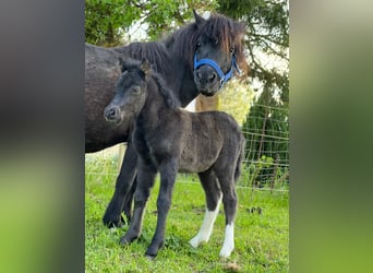 Shetland Ponies, Stallion, Foal (05/2026), 10.1 hh, Tobiano-all-colors