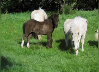 Shetland Ponies, Stallion, Foal (05/2026), 10.1 hh, Tobiano-all-colors