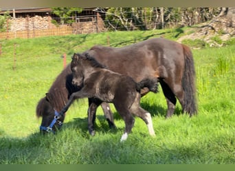 Shetland Ponies, Stallion, Foal (05/2026), 10.1 hh, Tobiano-all-colors