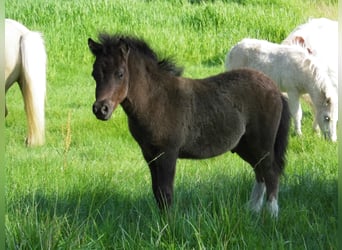 Shetland Ponies, Stallion, Foal (05/2026), 10.1 hh, Tobiano-all-colors