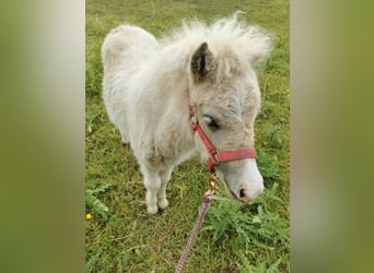 Shetland Ponies, Stallion, Foal (04/2026), 10.1 hh, Tobiano-all-colors