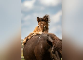 Shetland Ponies, Stallion, Foal (05/2024), 10.2 hh, Leopard-Piebald