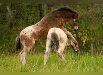 Shetland Ponies, Stallion, Foal (05/2024), 10.2 hh, Leopard-Piebald