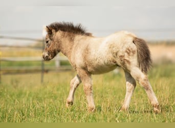 Shetland Ponies, Stallion, Foal (04/2024), 10.2 hh, Leopard-Piebald