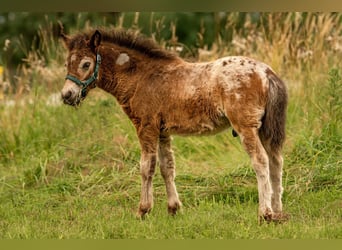 Shetland Ponies, Stallion, Foal (05/2024), 10.2 hh, Leopard-Piebald