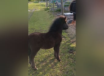 Shetland Ponies, Stallion, Foal (03/2026), 10 hh, Black