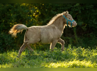 Shetland Ponies, Stallion, Foal (05/2026), 10 hh, Champagne