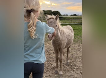 Shetland Ponies, Stallion, Foal (05/2026), 10 hh, Champagne