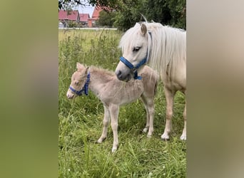 Shetland Ponies, Stallion, Foal (05/2026), 10 hh, Champagne