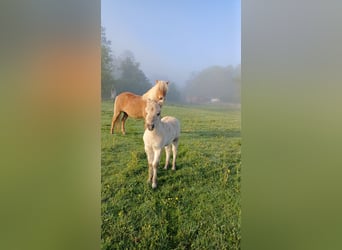 Shetland Ponies, Stallion, Foal (04/2026), 10 hh, Dun