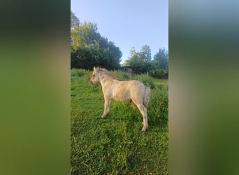 Shetland Ponies, Stallion, Foal (04/2026), 10 hh, Dun