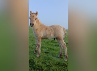 Shetland Ponies, Stallion, Foal (04/2026), 10 hh, Dun