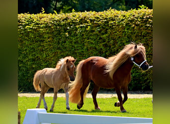 Shetland Ponies, Stallion, Foal (05/2024), 10 hh, Dun