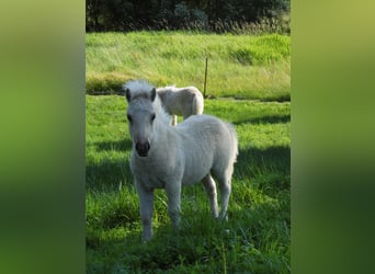 Shetland Ponies, Stallion, Foal (04/2026), 10 hh, Dunalino