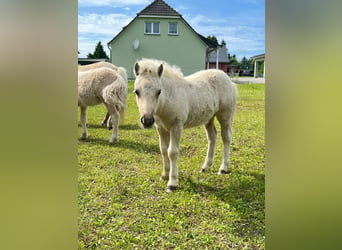 Shetland Ponies, Stallion, Foal (04/2026), 10 hh, Dunalino