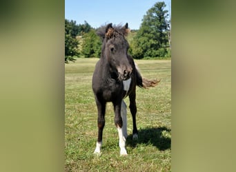 Shetland Ponies, Stallion, Foal (05/2025), 10 hh, Pinto