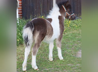 Shetland Ponies, Stallion, , 10 hh, Pinto