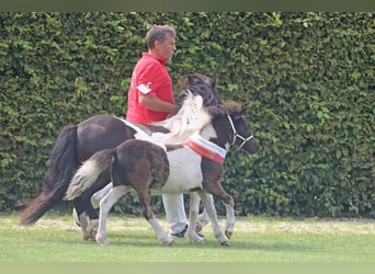 Shetland Ponies, Stallion, Foal (04/2025), 10 hh, Pinto
