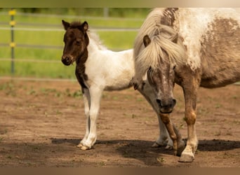 Shetland Ponies, Stallion, Foal (05/2024), 10 hh, Tobiano-all-colors
