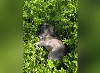 Shetland Ponies, Stallion, , 10,1 hh, Leopard-Piebald