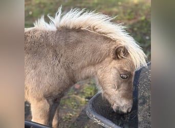 Shetland Ponies, Stallion, Foal (05/2025), 10,1 hh, Leopard-Piebald