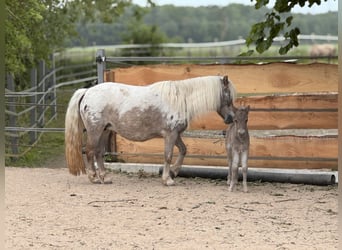 Shetland Ponies, Stallion, , 10,1 hh, Leopard-Piebald