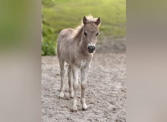 Shetland Ponies, Stallion, , 10,1 hh, Leopard-Piebald