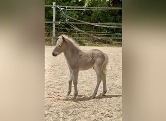 Shetland Ponies, Stallion, , 10,1 hh, Leopard-Piebald