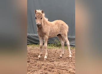 Shetland Ponies, Stallion, , 10,1 hh, Leopard-Piebald