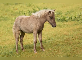Shetland Ponies, Stallion, Foal (05/2025), 10,1 hh, Leopard-Piebald