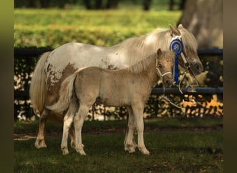 Shetland Ponies, Stallion, Foal (05/2025), 10,1 hh, Leopard-Piebald