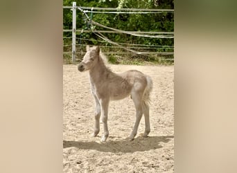 Shetland Ponies, Stallion, , 10,1 hh, Leopard-Piebald