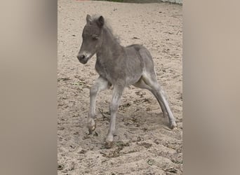 Shetland Ponies, Stallion, , 10,1 hh, Leopard-Piebald