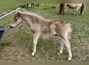 Shetland Ponies, Stallion, , 10,1 hh, Leopard-Piebald