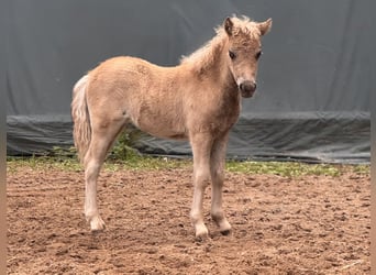 Shetland Ponies, Stallion, , 10,1 hh, Leopard-Piebald