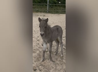 Shetland Ponies, Stallion, , 10,1 hh, Leopard-Piebald