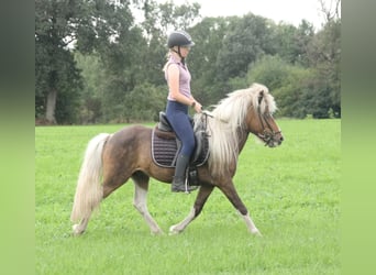 Shetland Ponies Mix, Stallion, Foal (04/2026), 11.2 hh, Pinto