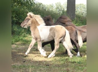Shetland Ponies Mix, Stallion, Foal (04/2026), 11.2 hh, Pinto