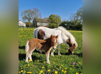 Shetland Ponies, Stallion, Foal (04/2024), 5.3 hh, Chestnut-Red